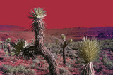 Joshua Tree forest