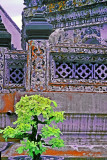 Cat at Wat Arun