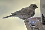 Brewer's Sparrow