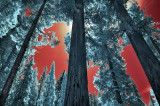 Sequoia National Park
