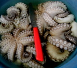 Polyps