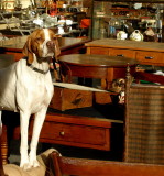 Vintage market