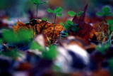 Leaves