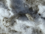 Sex in the snow .......