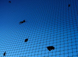 Leaves in bleu
