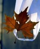 Leaves