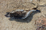Dead on beach