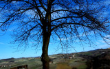 the Tree and the vines
