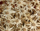 Edelweiss
