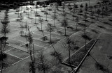 Trees on my ground