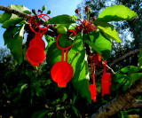 My cherries are ripe