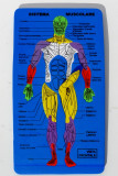 Muscular system of Men - Front view