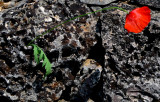 the last poppy
