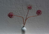 Three flowers of onion