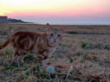 Sunset  with cat