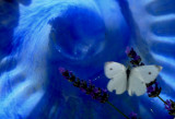 blue batterfly