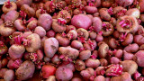 Shocking pink  Beet