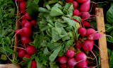Maroon  radish