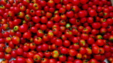 Red tomato