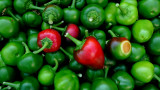 Green  chilli