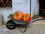 A wheelbarrow full of pumpkins to eat