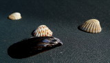 Shells