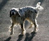 Dog on the move