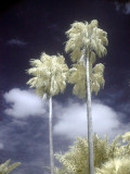 Nov 21 IR