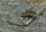 April 18   shoo fly...