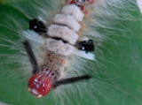 April 26  Cute little caterpillar