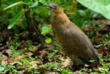 July 29 Malayan Night Heron