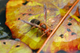 Sept 19  Wasp wetting his whistle