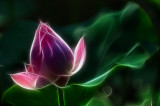 June 22 Fractalius flora