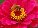 To bee or...