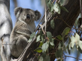 Koala_7394.jpg