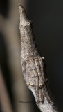 Twig Spider, genus Poltys.