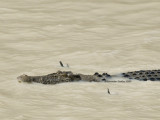 Fishing crocodile