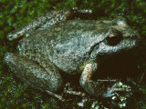 Litoria booroolongensis