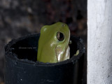 Green Tree Frog using polypipe