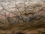 Big Brown Salticid