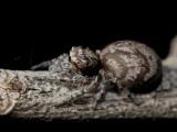 Fat Salticid