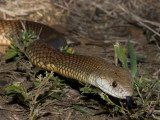 Mulga or King Brown, Pseudechis australis