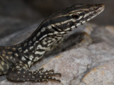 Varanus acanthurus