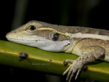 Ta-ta Lizard, Lophognathus gilberti