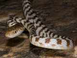 Brown Tree Snake Boiga irregularis