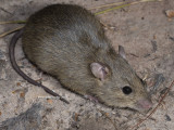Rattus tunneyi, Pale Field Rat
