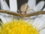 Land Here- Crab Spider