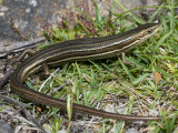 Pseudemoia (Claireascincus) rawlinsoni