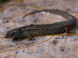 Saproscincus czechurai