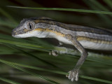 Strophurus jeanae